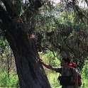 Juniperus oxycedrus subsp. badia